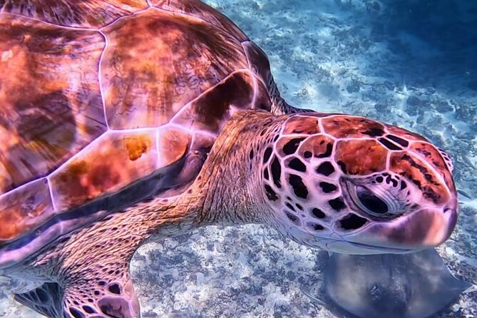 1.5 hours Snorkeling at Tulum's paradise reef - Getting From Meeting Point to Boat: Short Walk, Clear Start