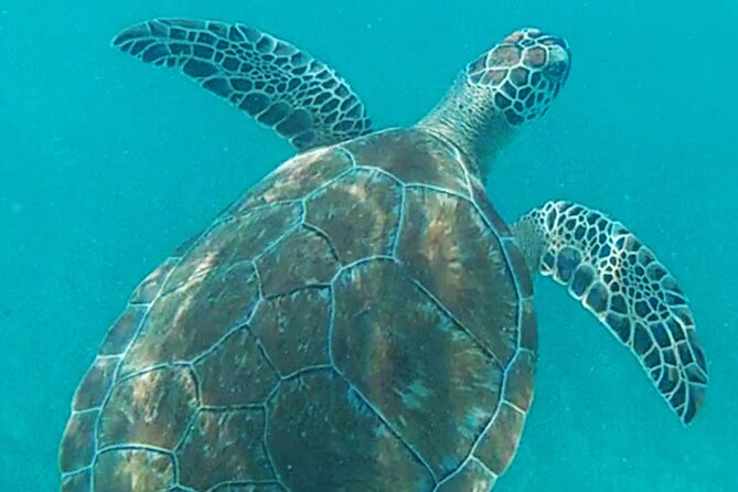 1.5 hours Snorkeling at Tulum's paradise reef - Reef Snorkeling at Tulum’s Paradise Area: What You’ll Likely See
