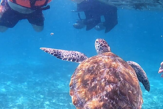 1.5 hours Snorkeling at Tulum's paradise reef - Price and Logistics: What $36.50 Really Buys
