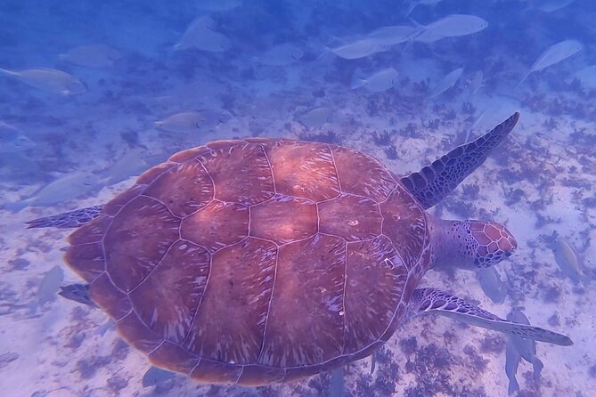 2-Hour Snorkeling in Two Spots of Tulum's Reef - Snorkel stop one: turtles, stingrays, and curious reef life