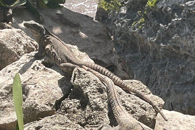 3 in 1 Experience in Tulum - Tips, the Parque del Jaguar fee, and other budget “gotchas”
