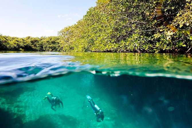 Amazing beginner dive in Tulum cenote (or refresher dive) - What you’ll see under the water: roots, rocks, light, and fish