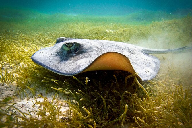 Aquatic Paradise in Tulum: Snorkel Yalku, Swim Cenote & Kaan Luum - Price and what $105 really means