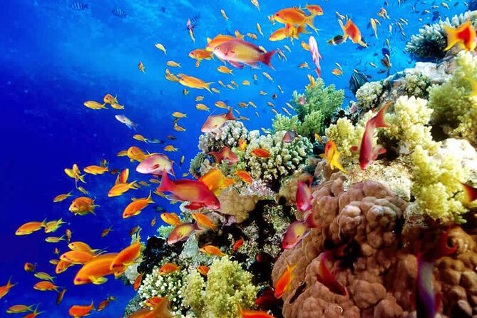 Aquatic Paradise in Tulum: Snorkel Yalku, Swim Cenote & Kaan Luum - What to pack for a smooth water day in Tulum