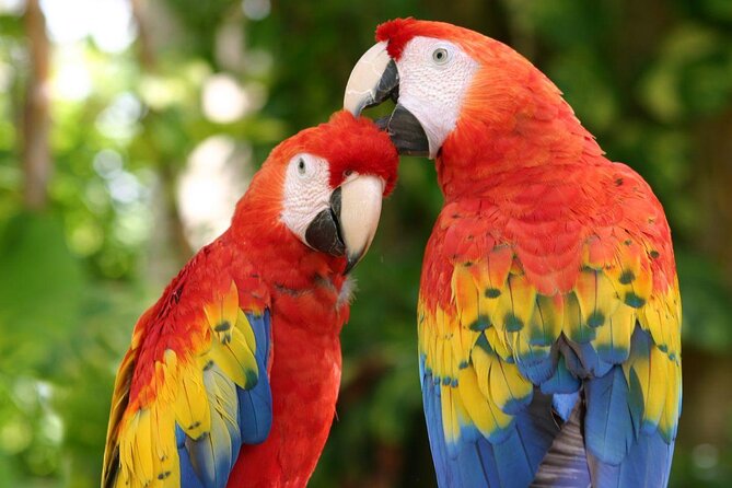 Awesome Tour Day at Xcaret Plus + Transportation from Riviera Maya - Key Takeaways Before You Go