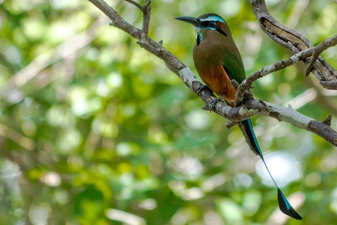 Bird Watching in Sian Ka´an Muyil - Muyil Village Walk: Bird-Spotting While Life Happens