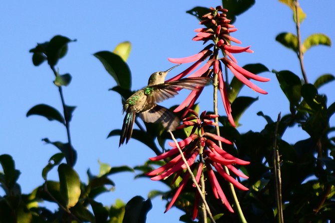 Bird Watching in Sian Ka´an Muyil - Miguel’s Bird Skills: Why Sound Matters as Much as Sight