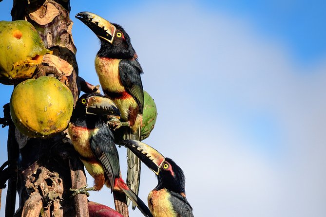 Bird Watching in Sian Ka´an Muyil - Practical Tips to Get the Most From This Birding Morning