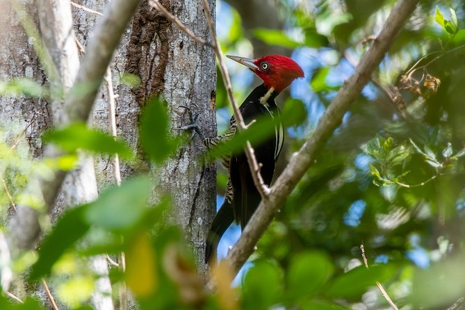 Birdwatching in Coba from Tulum - Shared Group Tour - Birding from Tulum to Coba: why the timing feels right
