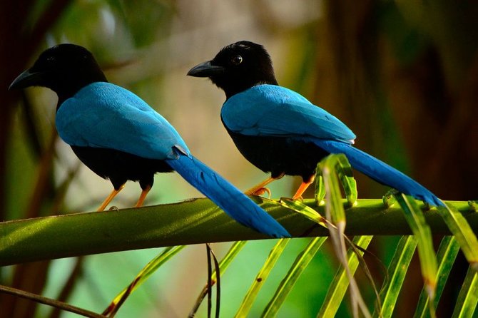Birdwatching in Coba from Tulum - Shared Group Tour - Stop 1 in Tulum: the calm start near Mexico Kan Tours