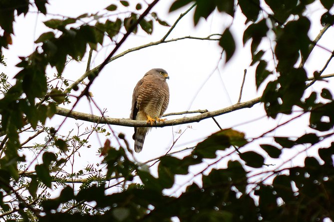 Birdwatching in Coba from Tulum - Shared Group Tour - Stop 2 in Coba village and the lagoon: coffee first, birds second