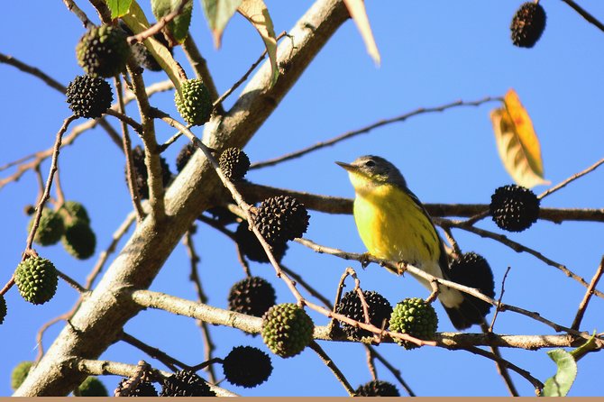 Birdwatching in Coba from Tulum - Shared Group Tour - What you’ll likely see: species variety and the “lifers” factor