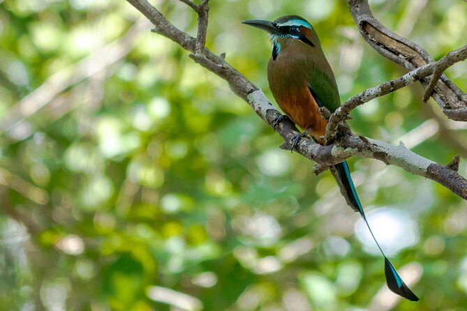 Birdwatching in Coba from Tulum - Shared Group Tour - Binoculars and packing: get close without creating waste