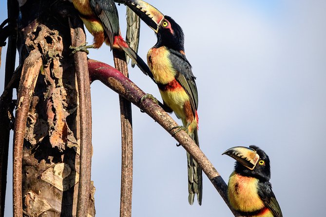 Birdwatching in Sian Ka´an Muyil from Tulum - Shared Group Tour - A 6:00 am start that actually makes sense