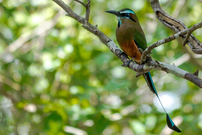 Birdwatching in Sian Ka´an Muyil from Tulum - Shared Group Tour - What you really get from the guides (and why it shows in your bird list)
