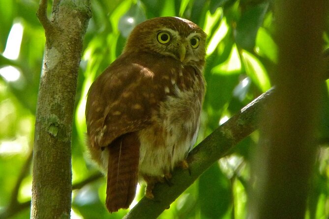 Birdwatching in Sian Ka´an Muyil from Tulum - Shared Group Tour - Price and value: what $119 covers, and where extras appear