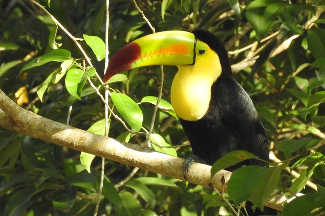 Birdwatching Sian Ka'an Biosphere Reserve - Why Sian Ka’an birdwatching works so well from Tulum