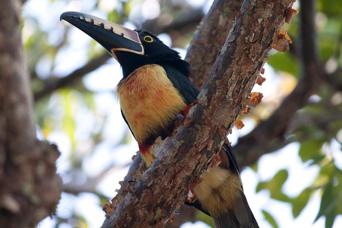 Birdwatching Sian Ka'an Biosphere Reserve - Breakfast, snacks, fruit, and water: the unglamorous advantage