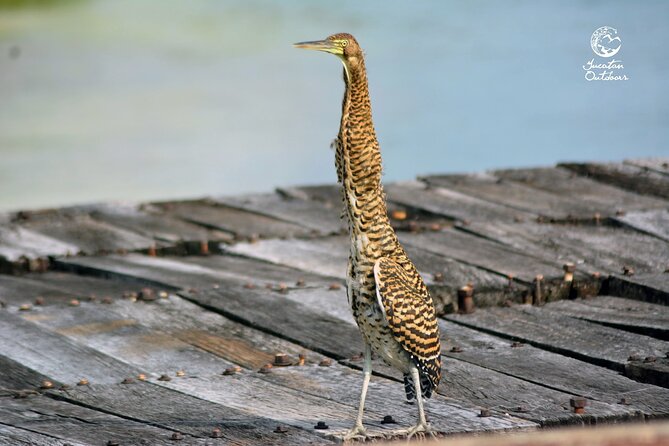 Birdwatching Sian Ka'an Biosphere Reserve - Price and value: what $165 gets you in the real world