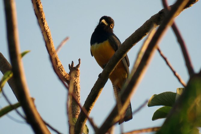 Birdwatching Sian Ka'an Biosphere Reserve - When you can expect 40–80 species (and what changes by season)