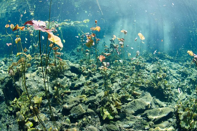 Cenotes Taak Bi Ha & Nicte Ha – VIP Snorkeling Private Tour - Lunch near the cenotes: jungle food, one meal included