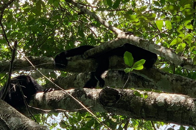 Coba Ruins and Punta Laguna Monkey Reserve Day Tour from Tulum - Punta Laguna: Wildlife Walks and a Mayan Purification Ritual