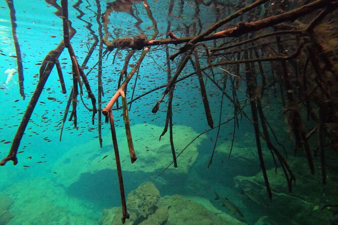 Freediving Intro for Beginners in a Cenote in Tulum Mexico - Coaching that sticks: how underwater videos help you improve