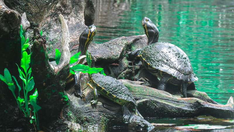 From Riviera Maya: 3 Cenotes Adventure Tour with Lunch - Casa Cenote Snorkeling Before the Crowds