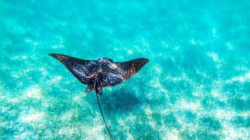 From Riviera Maya: Sian Ka'an Half Day Tour w/ Lunch - Price and value: what $204 buys you (and why it’s not just transport)
