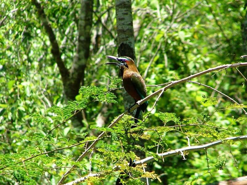 From Riviera Maya : Sian Ka'an Muyil Birdwatching with Guide - Quick highlights (what you’ll feel on the ground)