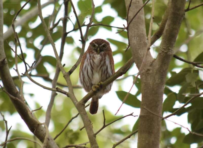 From Riviera Maya : Sian Ka'an Muyil Birdwatching with Guide - How many birds you’ll actually see (and what makes it happen)