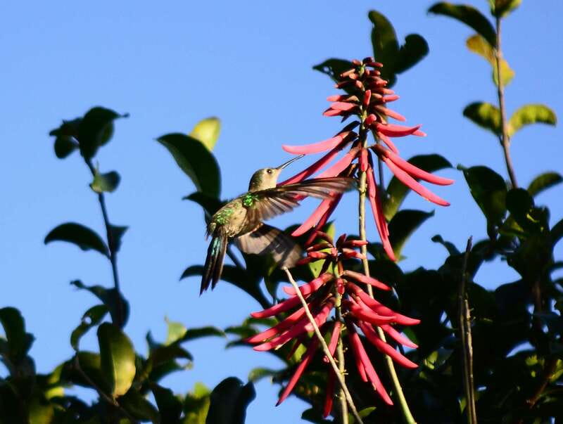 From Riviera Maya : Sian Ka'an Muyil Birdwatching with Guide - 7:00 AM birding in the Mayan community (where mornings pay off)