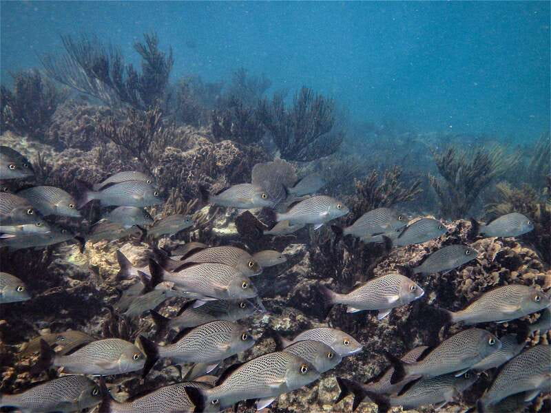 From Riviera Maya: Snorkeling & Private Cenote Half-Day Tour - Food and Breaks: Snacks, Soft Drinks, and a Mexican Lunch