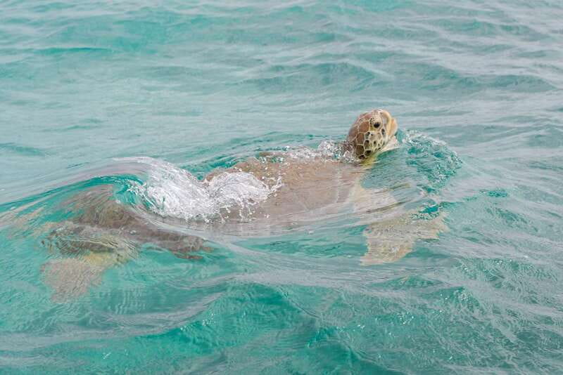 From Tulum: Sian Kaan Boat Trip Adventure with Lunch - Lunch at Punta Allen: Caribbean food with a view