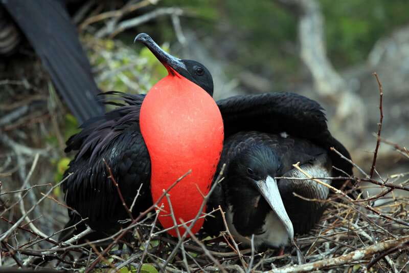 From Tulum: Sian Kaan Boat Trip Adventure with Lunch - The lagoon safari: 3 hours of wildlife spotting in mangroves