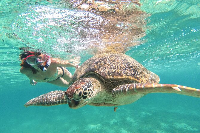 Full Day Tour to Tulum Cenote and Swim with Turtles in Akumal - Key highlights from this Tulum and Akumal day trip