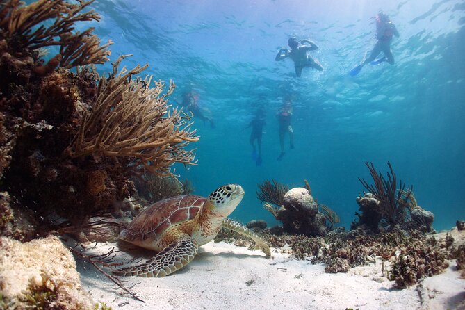 Full Day Tour to Tulum Cenote and Swim with Turtles in Akumal - Tulum ruins with Caribbean views and a reality check on free time
