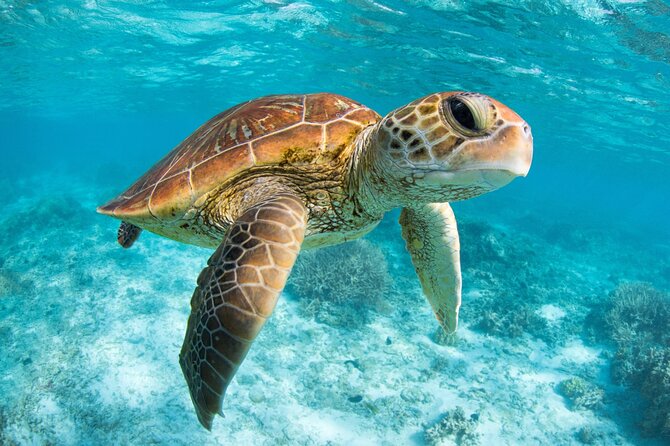 Full Day Tour to Tulum Cenote and Swim with Turtles in Akumal - Guides: Mildred (Millie), Jorge, Alfredo, and Moises set the tone
