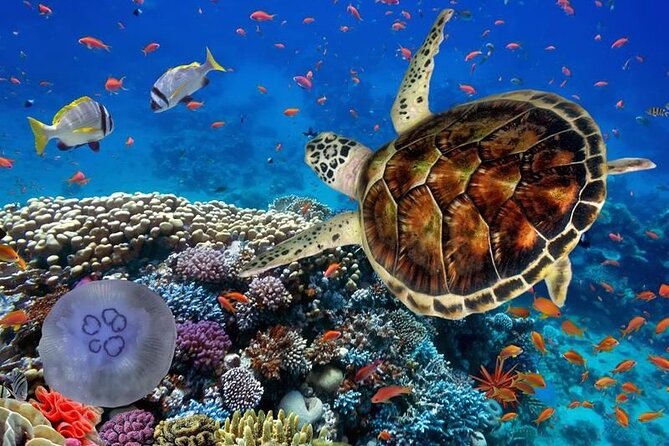 Full-dayTurtle Adventure: ATV, Zipline, Cenote & Turtle Swim - A Full-Day Mix That’s Built Around Flow, Not Just One Big Ticket