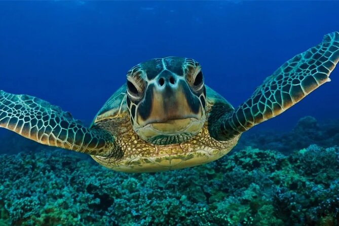 Full-dayTurtle Adventure: ATV, Zipline, Cenote & Turtle Swim - Three Zip Lines and Wall Rappelling: Thrills With Clear Limits