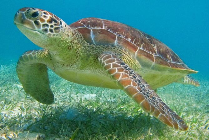Half Day Private Snorkeling with Turtles and Majestic Cenotes - Akumal turtles and cenotes: why this combo works