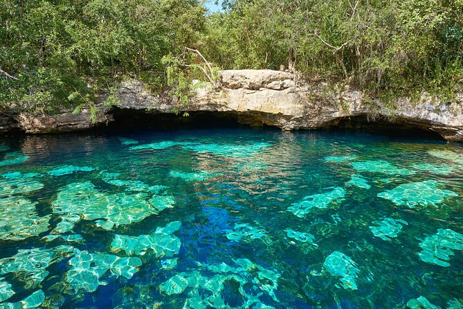 Half Day Private Snorkeling with Turtles and Majestic Cenotes - Private transportation and the pickup area: what to expect