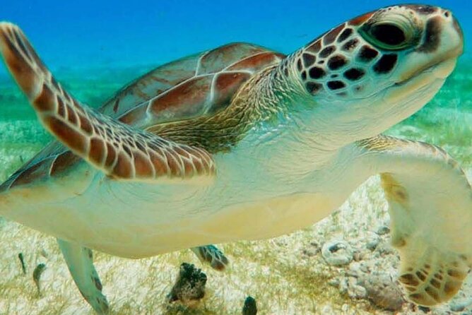 Half Day Semiprivate Snorkeling with Turtles and Majestic Cenote - Key things to know before you go
