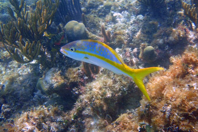 Half-Day Tour Discovering Sian Ka´an with Lunch - Stop 2: Boca Paila, wildlife spotting, and the reef snorkeling reality