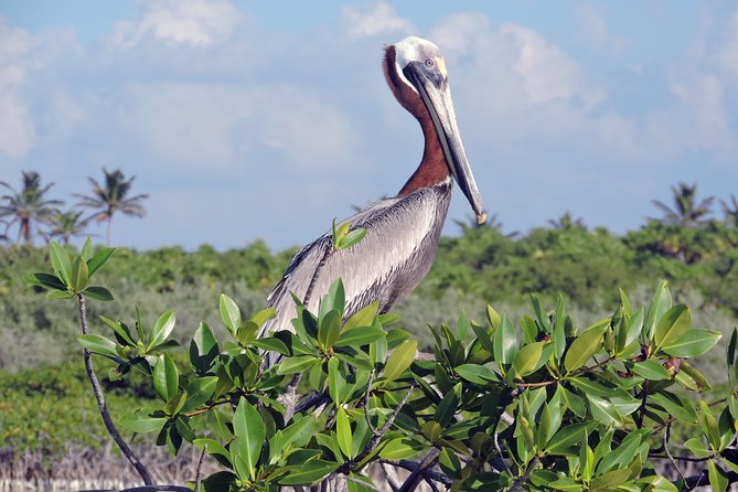Kayak Sian Ka’an Biosphere Reserve Sunset Tour - What’s included (and how to think about the $150 price)