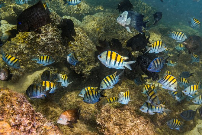 Magical Cenote and Paradise Lagoon Snorkeling Adventure - Should you book this Magical Cenote and Paradise Lagoon snorkeling adventure?