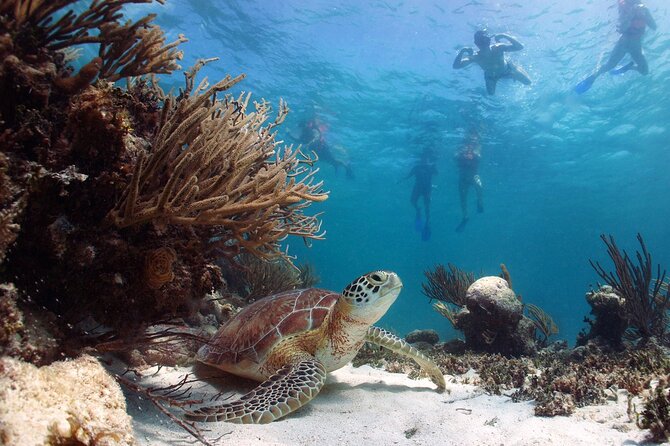 Nature Day, Sian Kaan Biosphere Tour! Round Transportation from Tulum City - Snorkel time and the real-world meaning of “swim with fish”