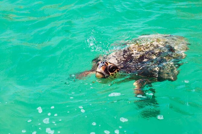 Nature Day, Sian Kaan Biosphere Tour! Round Transportation from Tulum City - Getting from Tulum: Super Aki pickup and the long road factor