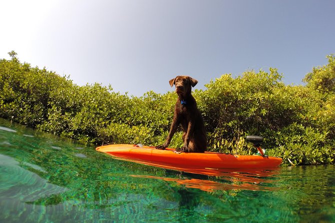 Paddleboard Cenote Tour - Private Tour Format: Better Control Over Your Pace