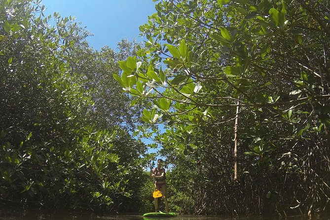 Paddleboard Cenote Tour - English Guide and How That Impacts Your Experience